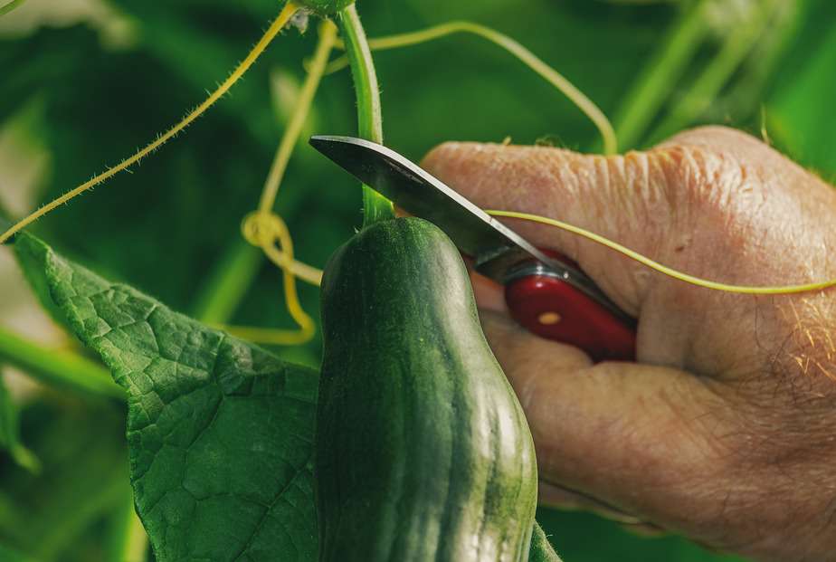 9 Möglichkeiten, Gurkensamen für eine bessere Keimung und eine großartige Ernte vorzubereiten