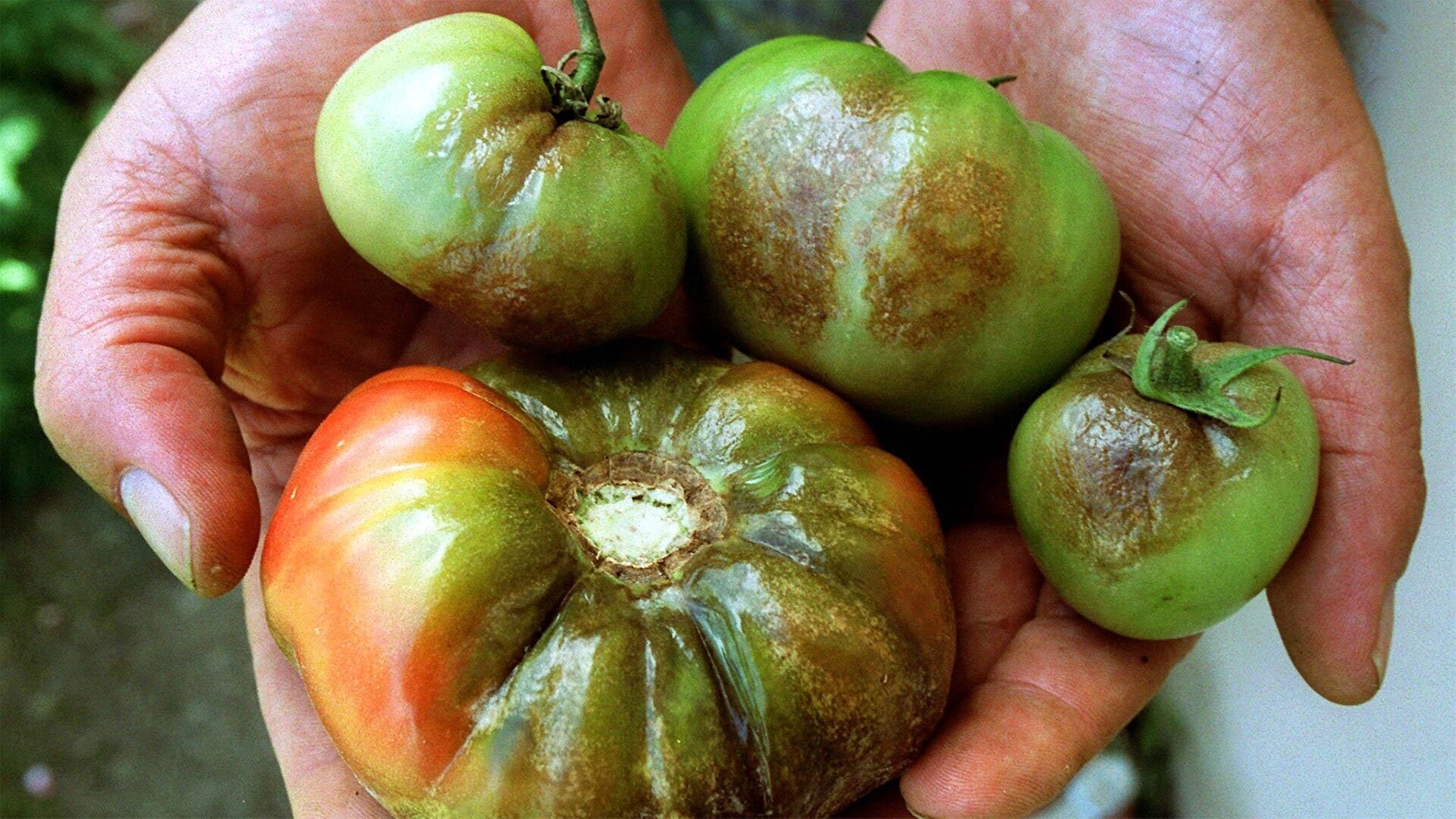 Achtung: Aschestaub – warum Graufäule Tomaten befällt und wie man damit umgeht