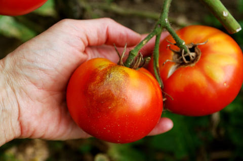 Achtung: Erntekiller!  Wie man weiße Flecken rechtzeitig erkennt und Tomaten richtig von Septoria heilt