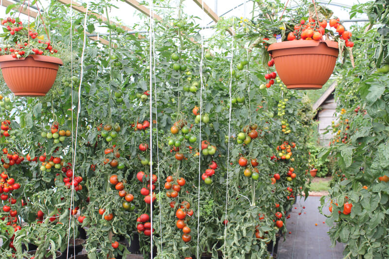 Achtung: Tomaten im Gewächshaus – warum ist es für eine gute Ernte so wichtig, einen Stängel in der Nähe eines Tomatenstrauchs richtig zu bilden?
