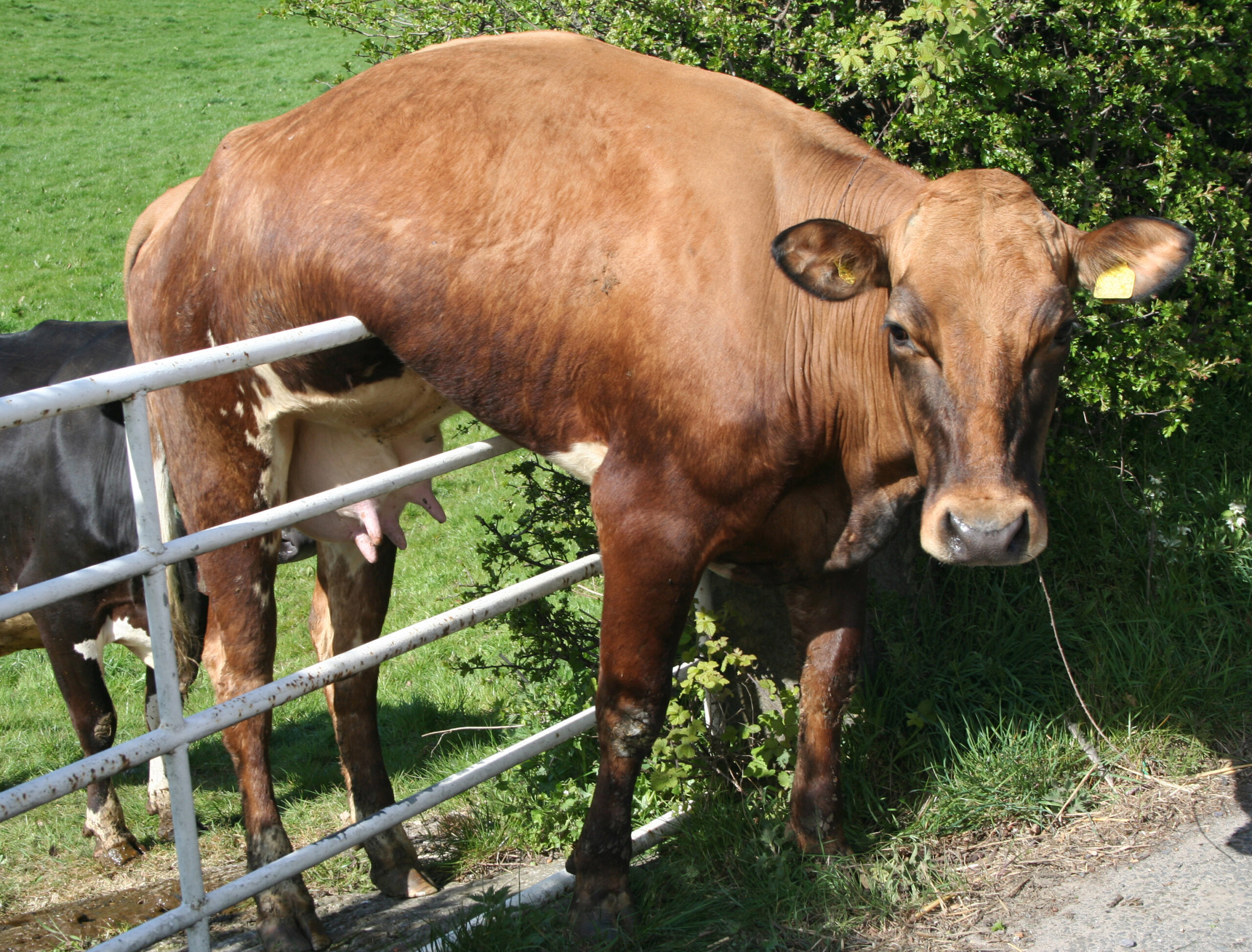Anhand welcher Anzeichen wird festgestellt, wann eine Kuh nach dem Kalben läufig wird?