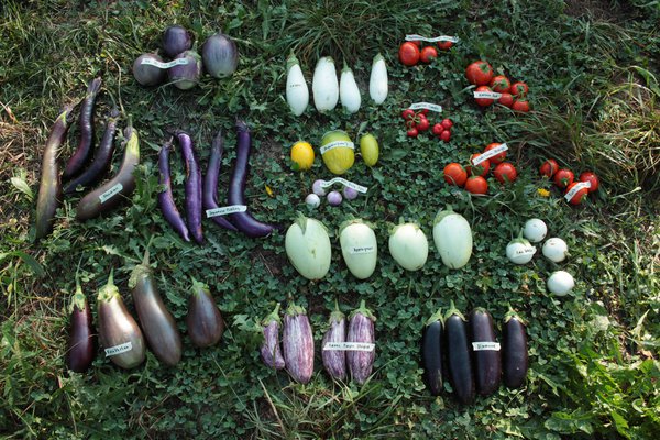 Aubergine – Anbau und Sorten