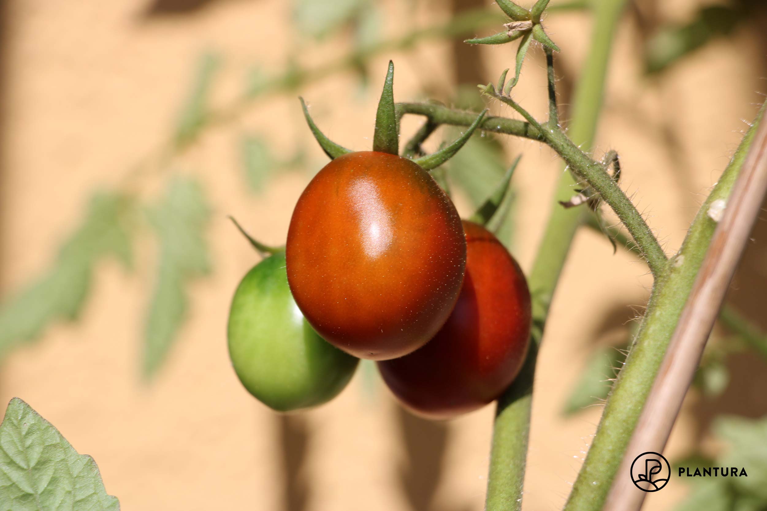 Auf die Größe kommt es an – Beschreibung und Eigenschaften der Tomatensorte Pudovik