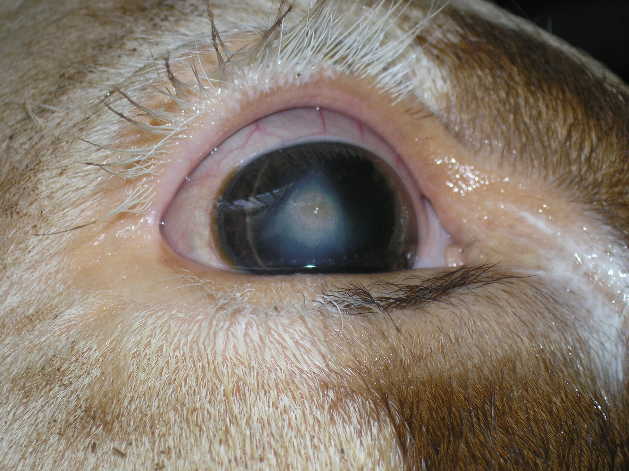 Augenkrankheiten bei Rindern