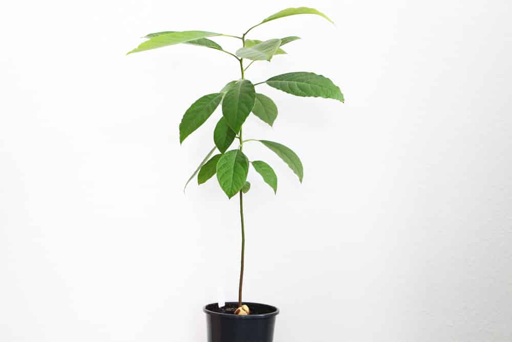 Avocadobaum: Überprüfen Sie die Hauptpflege