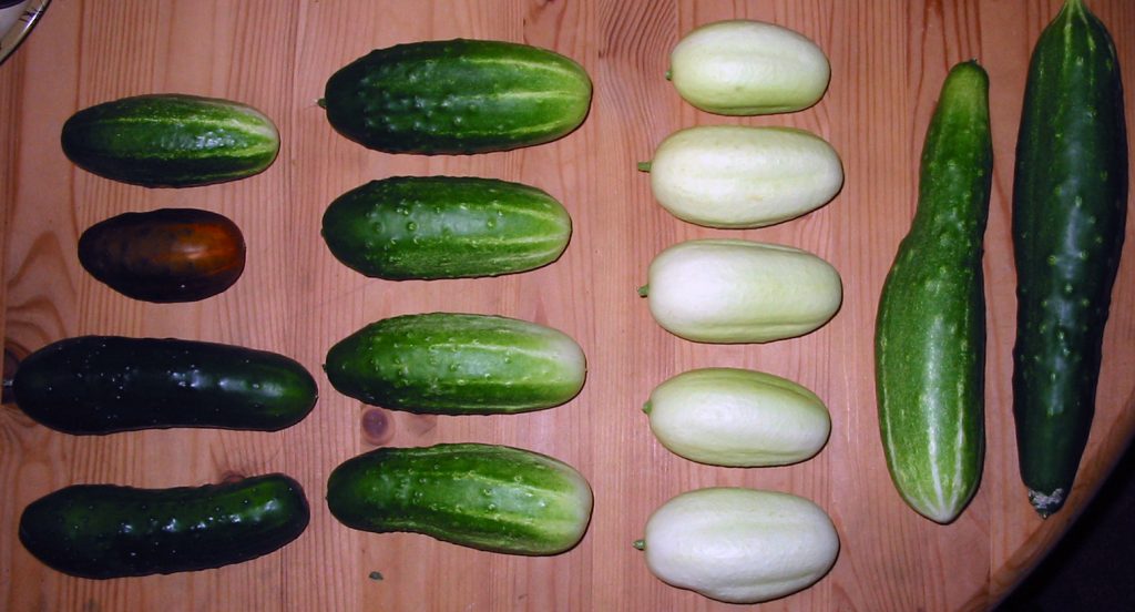 Beschneiden und Formen von Gurken, Zucchini, Zucchini und Kürbissen