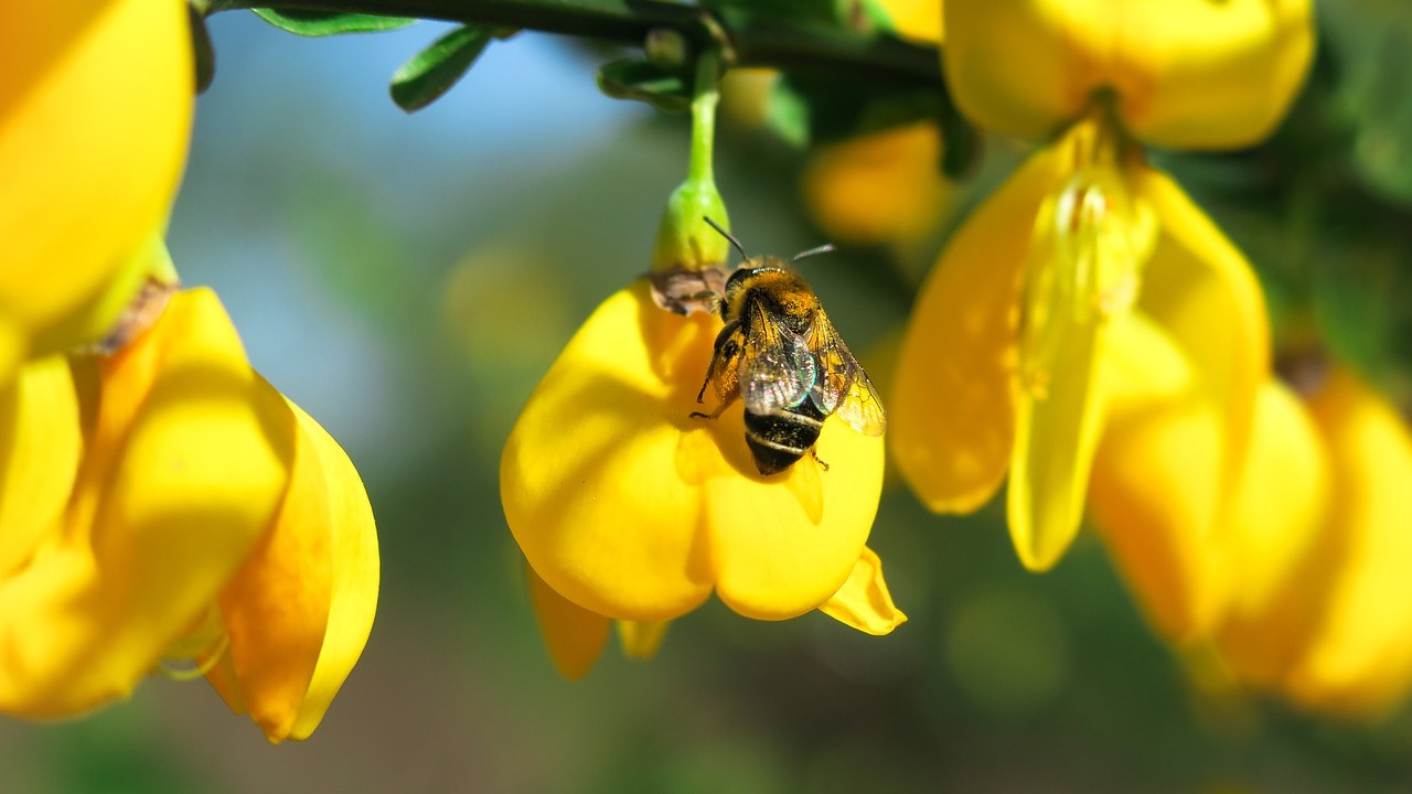 Bienenarten: Sehen Sie sich die wichtigsten und ihre Eigenschaften an