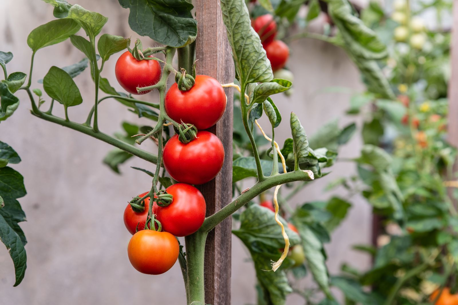 Das Allerbeste: saftige, duftende und süße Tomaten für Gewächshäuser und Freiland – wie kann man bei der Sortenwahl keinen Fehler machen?