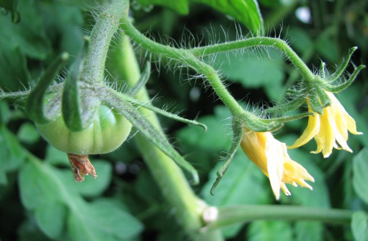 Das ordnungsgemäß durchgeführte Mulchen von Tomaten ist der Schlüssel zu einer guten Ernte und Arbeitsersparnis