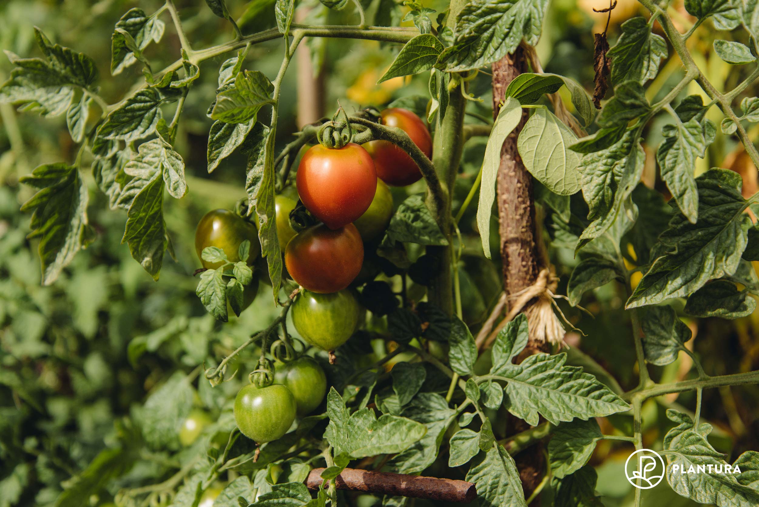 Die Düngung einer Tomate mit Stickstoff ist für die Gesundheit der Pflanze eine echte Notwendigkeit