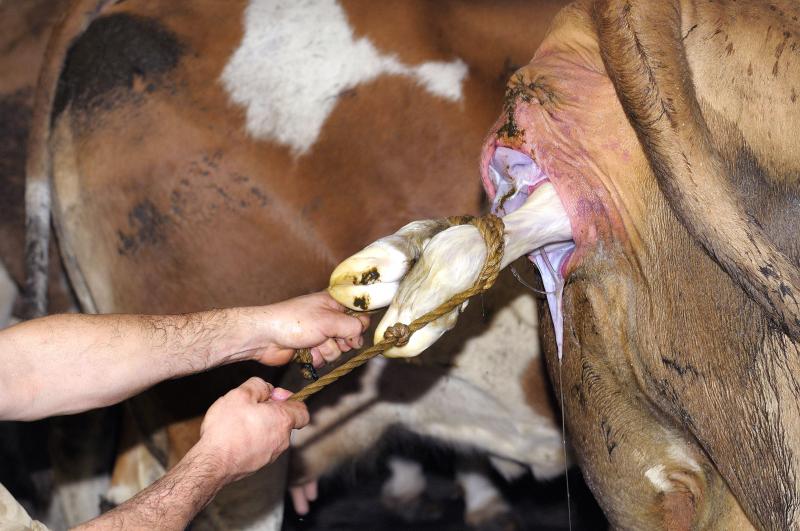 Die Kuh hat die Nachgeburt gefressen, was tun, welche Konsequenzen wird das haben, wie ist mit dem Tier umzugehen?