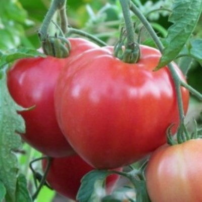 Die rosafarbene Abakan-Tomate wird aufgrund ihrer langfristigen Fruchtbildung und ihres hervorragenden Geschmacks ausgewählt.