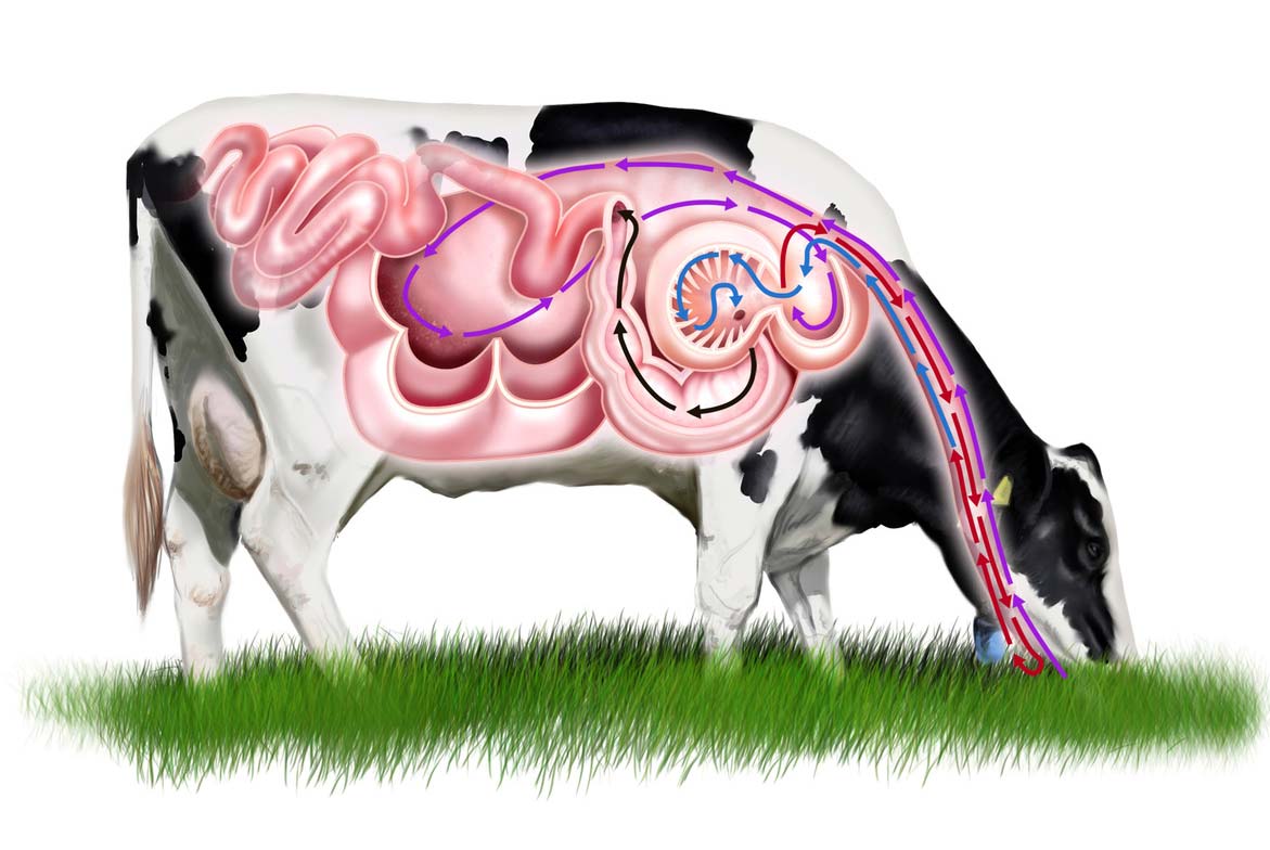 Die Struktur des Magens und des Verdauungssystems einer Kuh