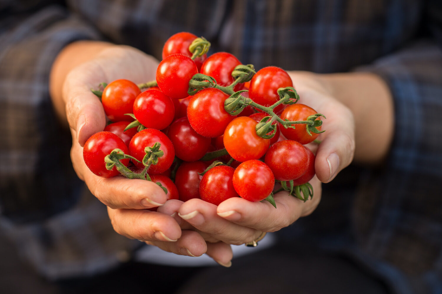 Die Tomatensorte „Sugar Pudovichok“ ist angenehm und gesund in einem Gemüse unter einer roten Himbeerhülle