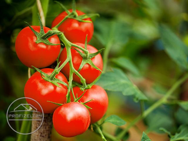 Drei, zwei, eins: Wie, wann und warum ist es notwendig, im Freiland oder im Gewächshaus angebaute Tomaten richtig zu formen?