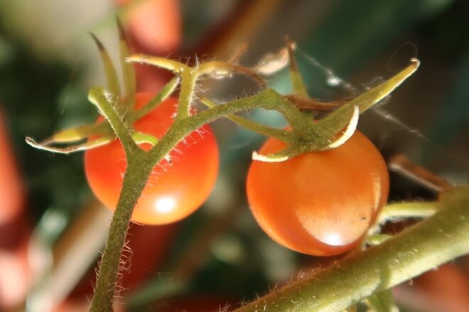 Effektiv und ungefährlich: Tomatenfütterung mit Milch und Milchprodukten als Alternative zu chemischen Düngemitteln