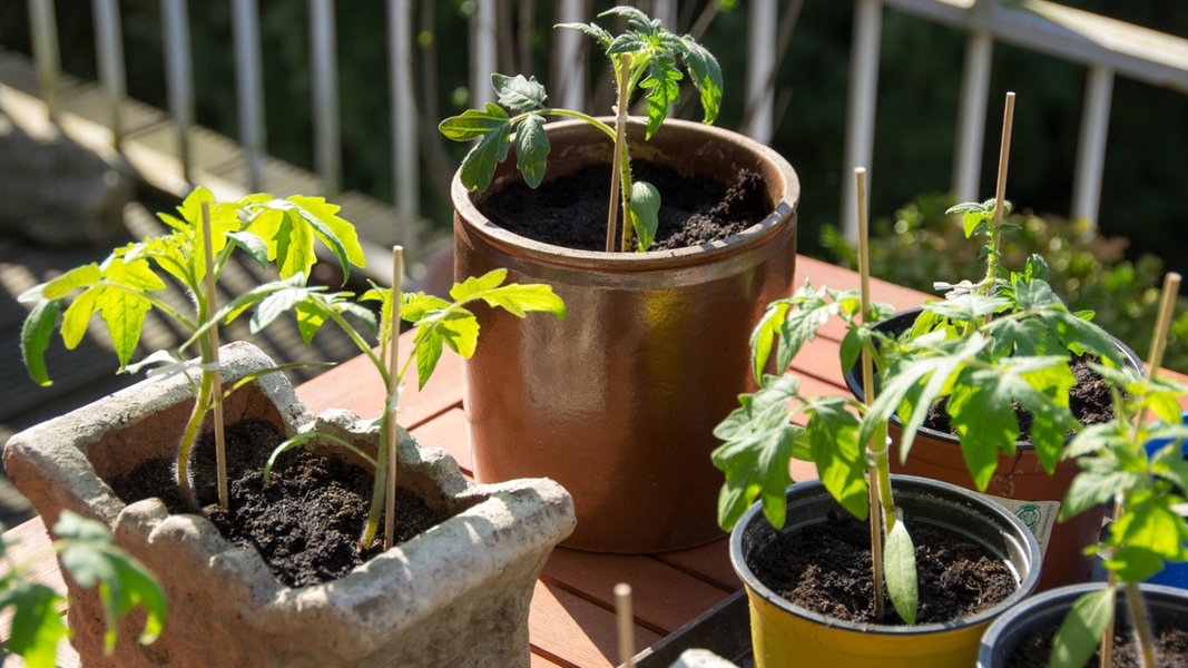 Ein Minigarten in einer Wohnung ist real, wie man Tomaten auf einem Balkon pflanzt und anbaut