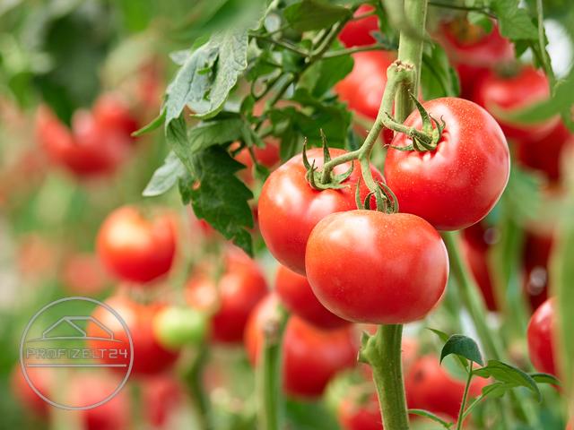 Eine Tomate im Freiland pflanzen – Sie müssen gemäß den Regeln Risiken eingehen