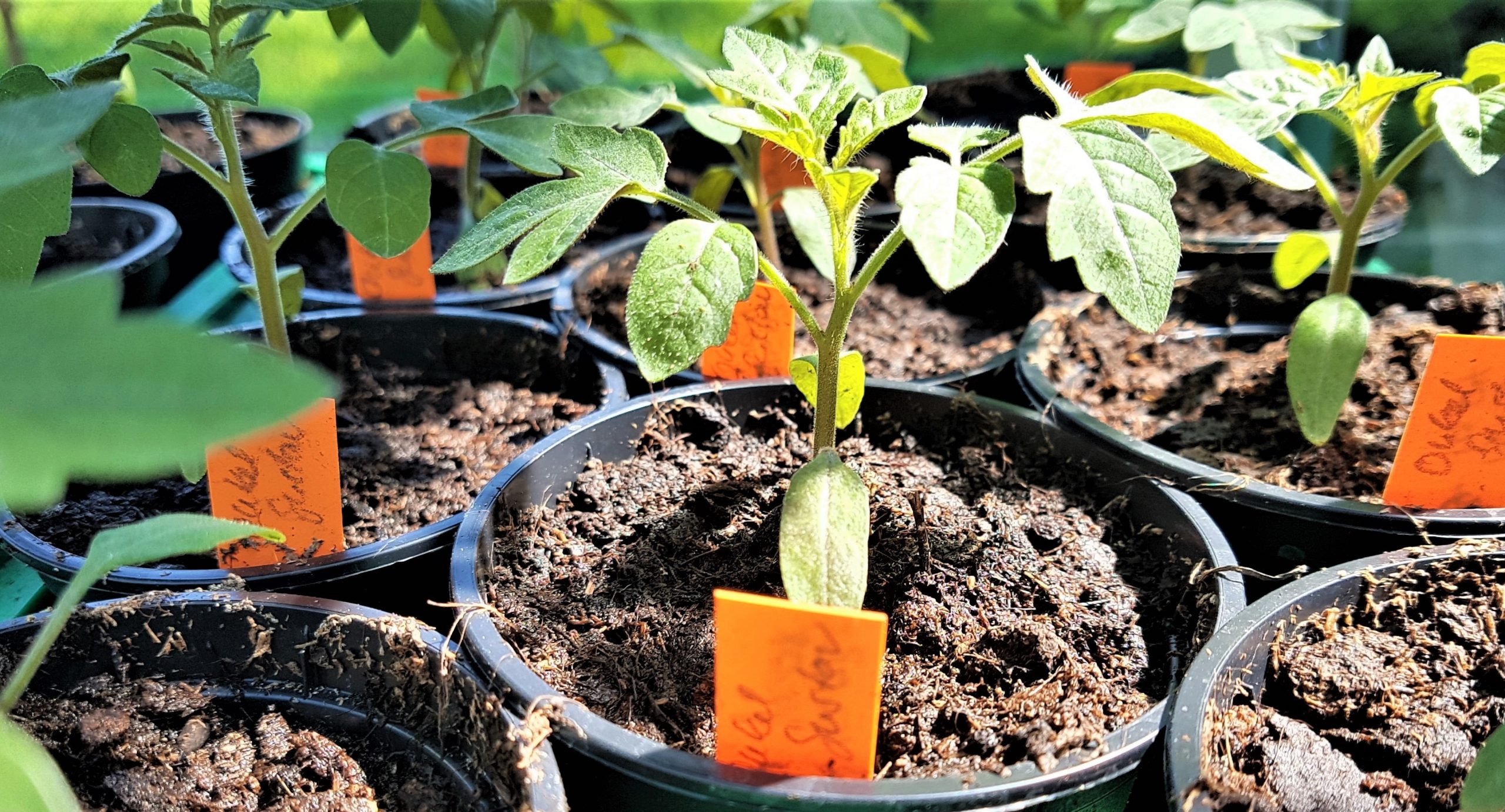 Empfehlungen erfahrener Gärtner zur Bodenvorbereitung für Tomatensämlinge
