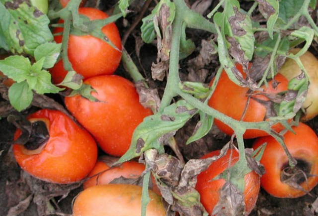 Erkennen Sie den Feind „vom Sehen“: Anzeichen von braunen Flecken bei Tomaten, wirksame Methoden zur Bekämpfung und Vorbeugung von Cladosporiose