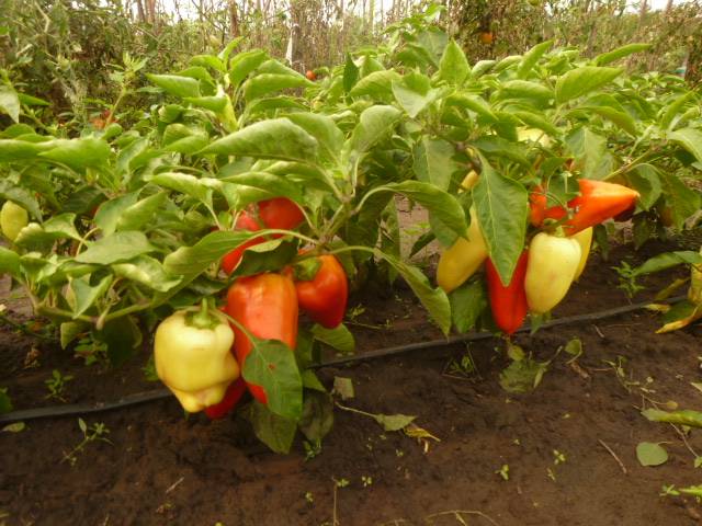 Ernte in 100 Tagen: Warum Sommerbewohner Blagovest-Tomaten lieben – Beschreibung und Merkmale der Sorte, des Anbaus und der Pflege