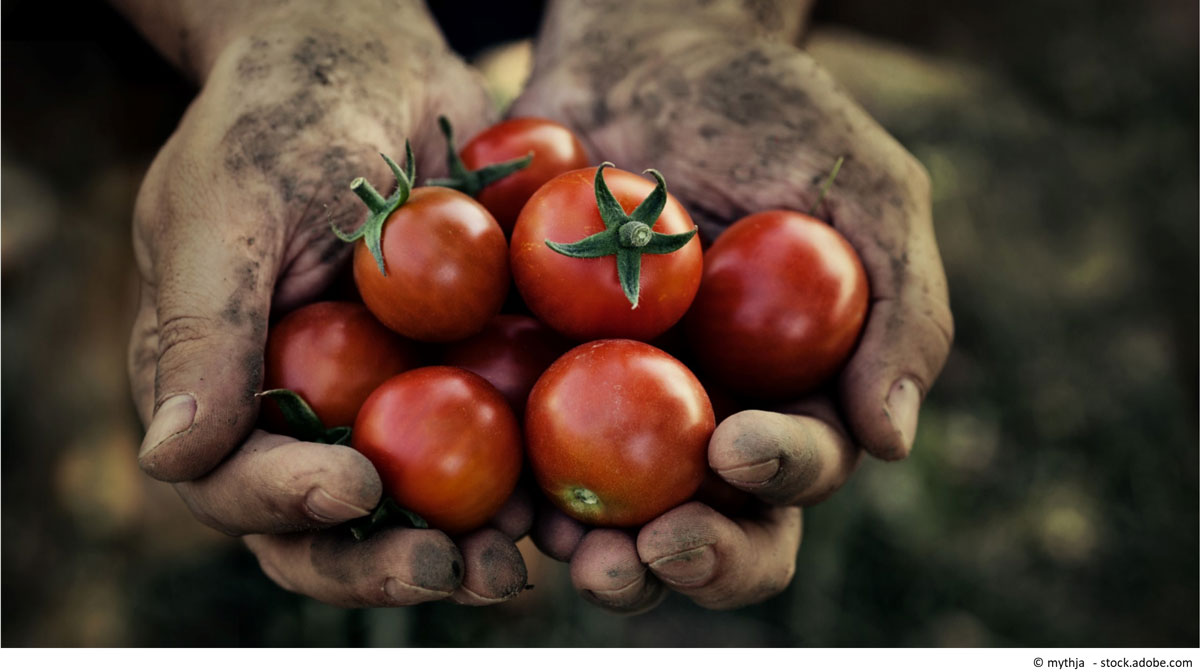 Erste-Hilfe-Kasten für Sommerbewohner: günstig und nützlich – wie man Tomaten für das Keimlingswachstum richtig mit Jod füttert