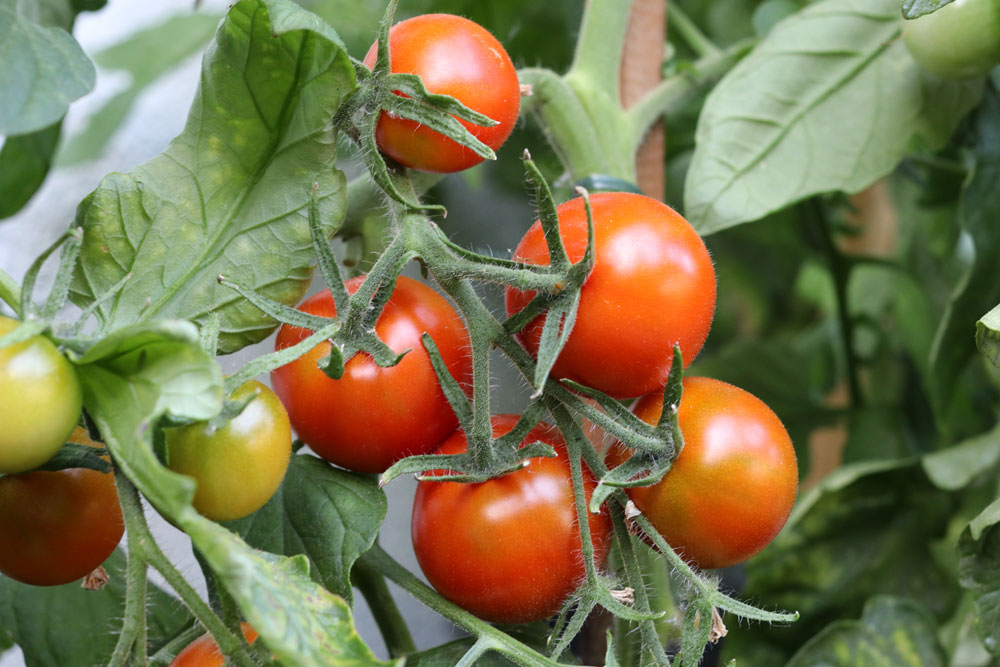Ertragreiche Tomatensorten: Welche bevorzugen Sie?