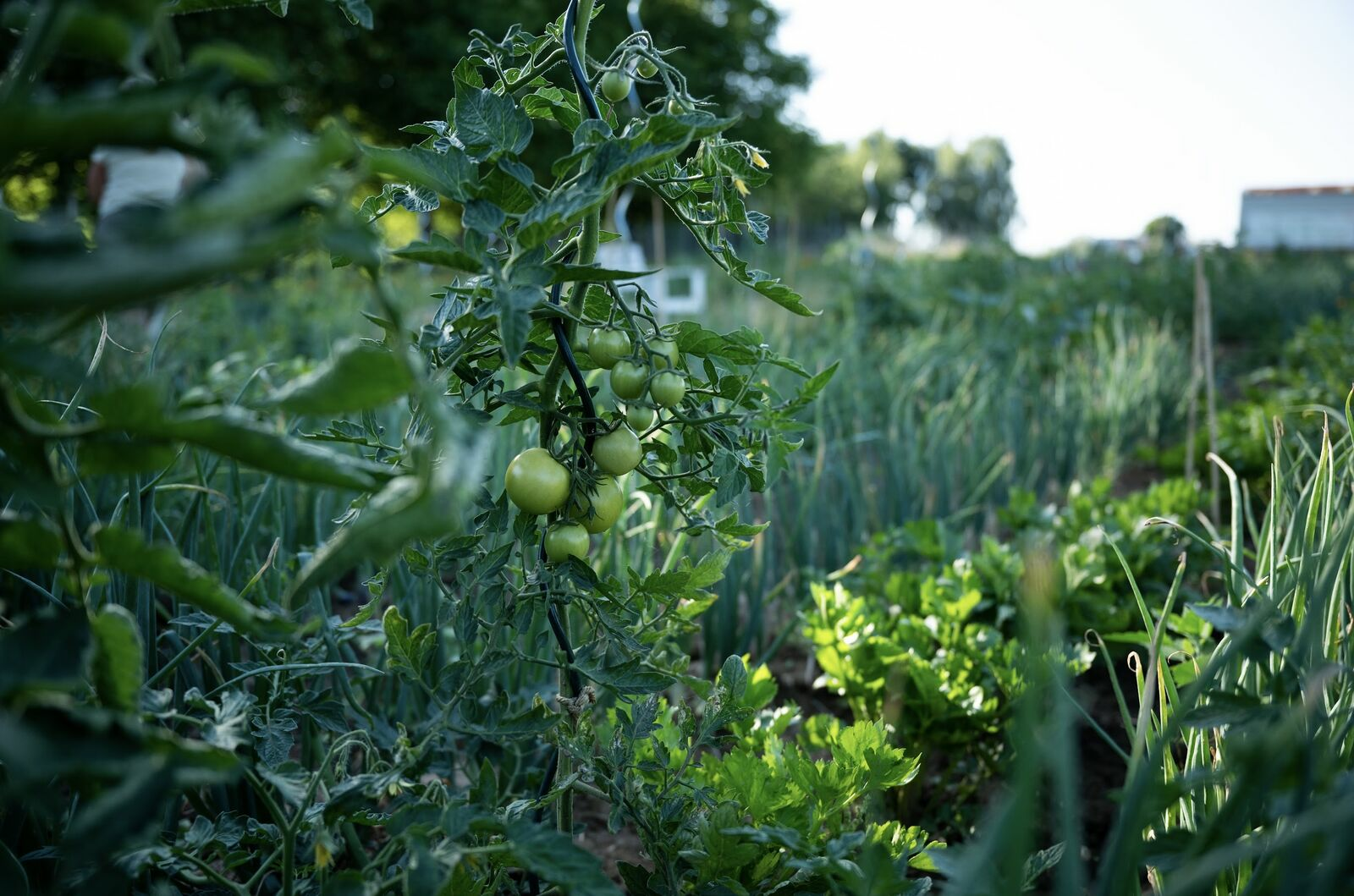 Fruchtfolge: Vorher und Nachher – die besten Vor- und Nachfolger von Tomaten im Gewächshaus und im Freiland