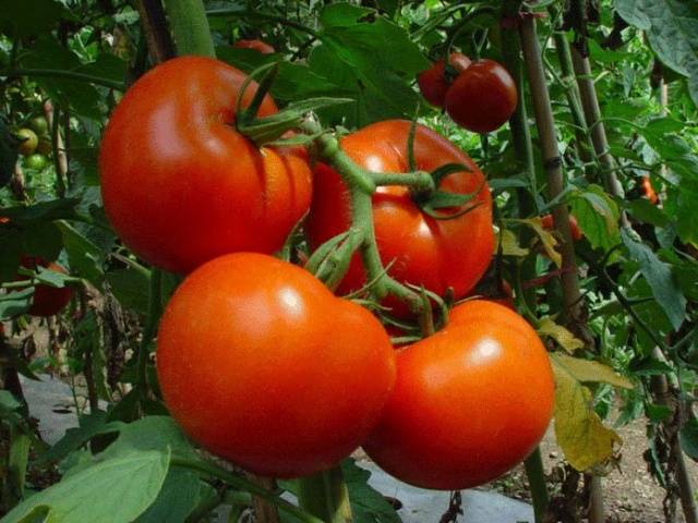 Früh, stark, winterhart: Tomatensorte „Polbig“ nach Beschreibung der Züchter und Erfahrung der Gärtner