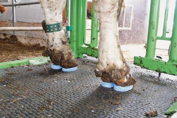Gliedmaßenerkrankungen bei Kühen und Rindern
