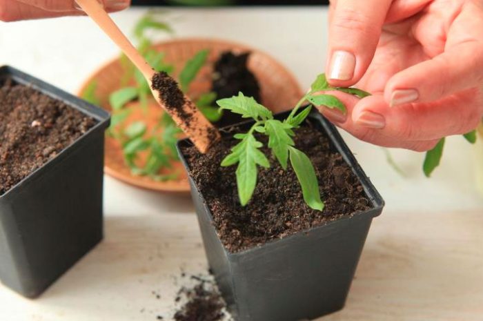 „Goldene Mitte“ – wie man eine kompetente Bewässerung für Tomatensämlinge organisiert
