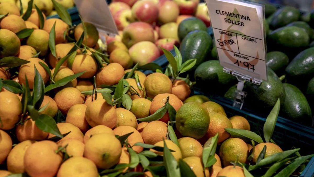 Greening: Unheilbare Krankheit bedroht Orangenkulturen