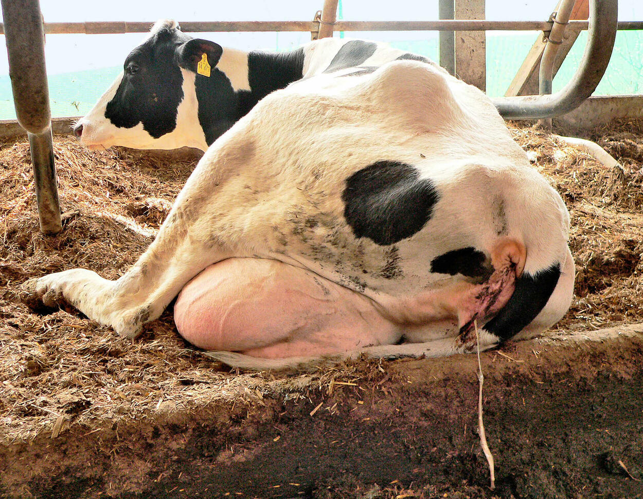 Häufige Erkrankungen der Kühe nach dem Kalben