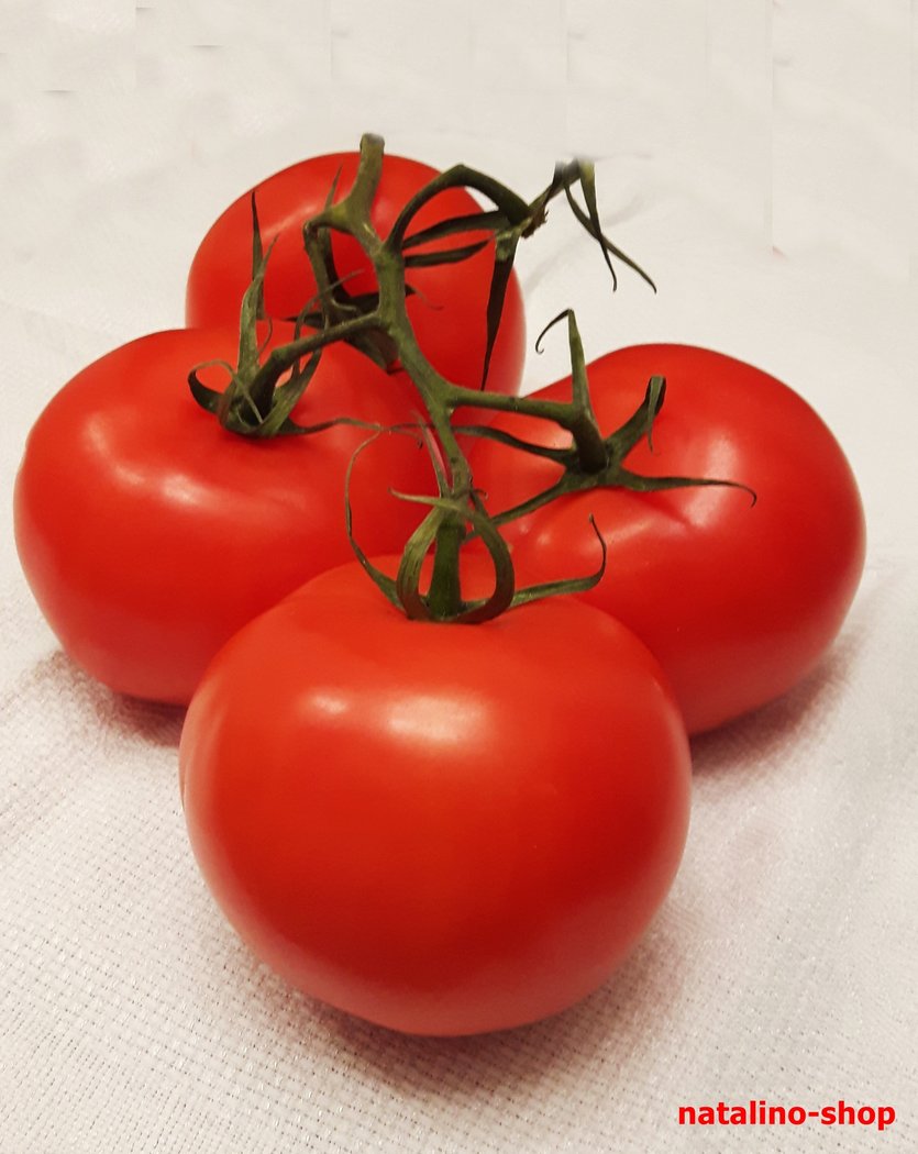 Ideal zum Essen, gut zum Verkauf: Für welche Eigenschaften mögen Gemüseanbauer Tomaten der frühreifenden Sorte Wolgograd 323?