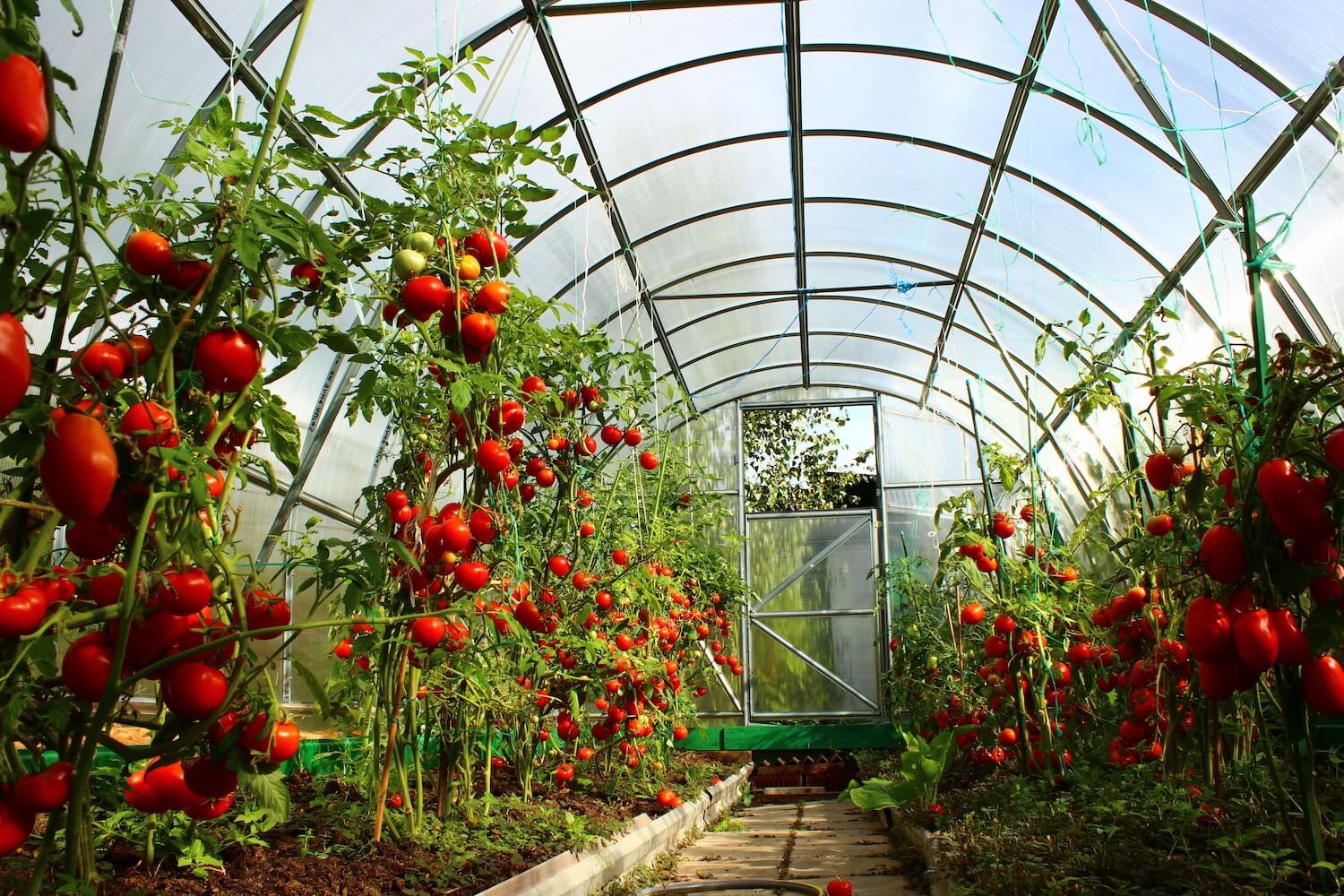 In welcher Entfernung sollen Tomaten in einem Gewächshaus gepflanzt werden?