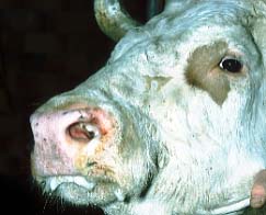 Infektiöse Rhinotracheitis bei Rindern