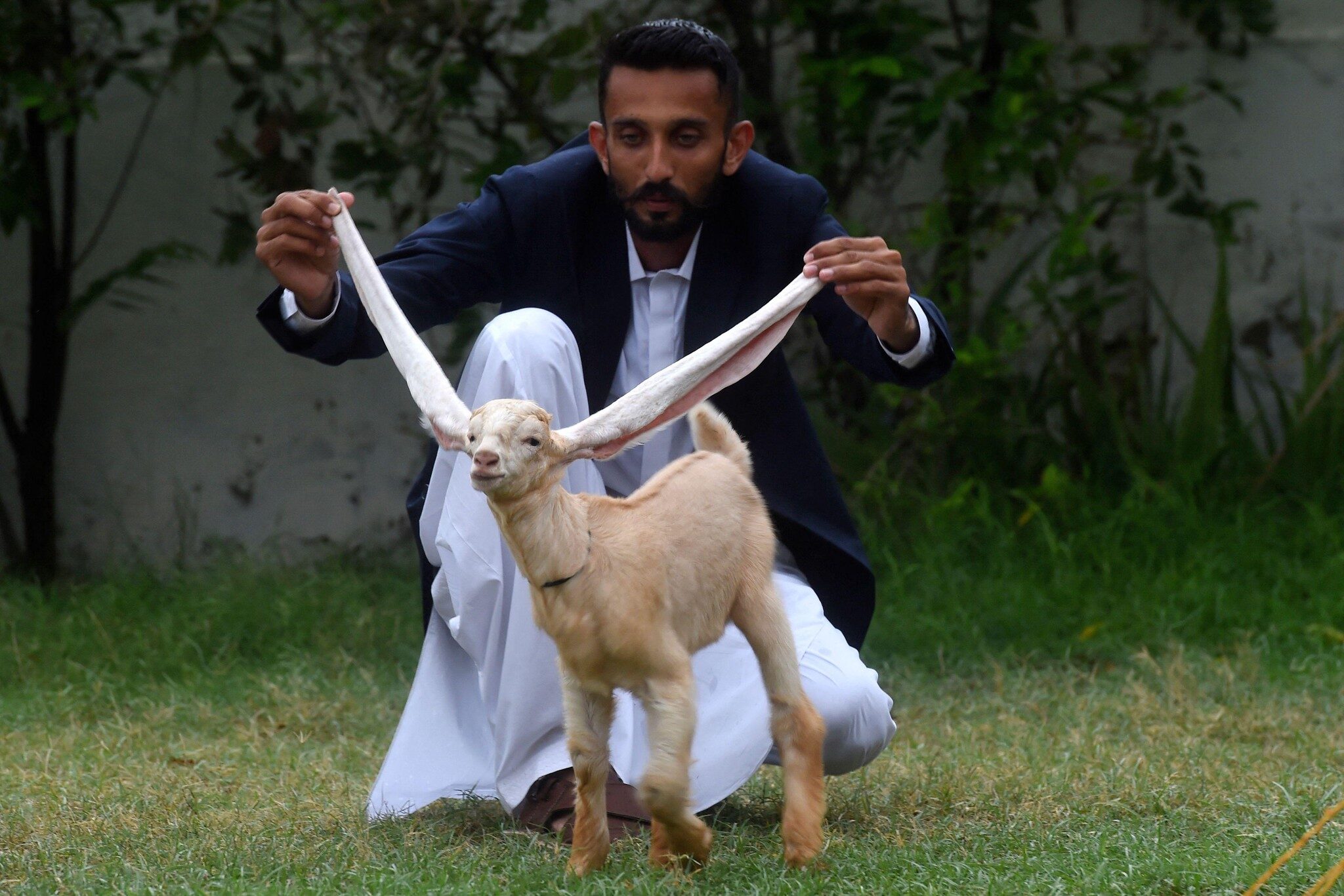 Kamori – Beschreibung und Merkmale der pakistanischen Ziegenrasse
