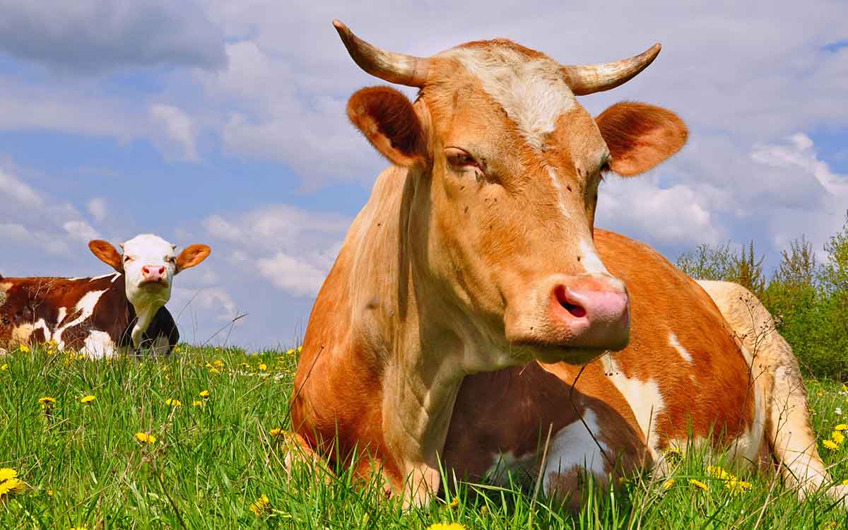 Laktationszeiten für Kühe