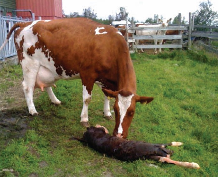 Leptospirose bei Kühen und Rindern