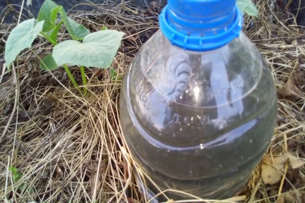 Merkmale des Gurkenanbaus in 5-Liter-Flaschen