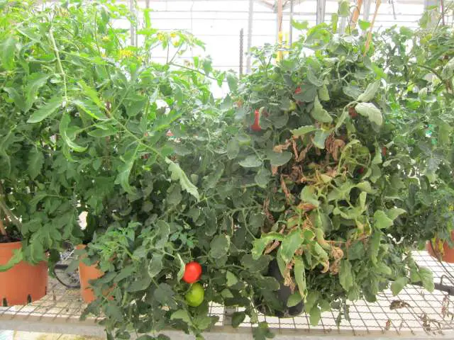 Ohne Extreme: Wir erfahren, wie man die Bewässerung von Tomaten in einem Gewächshaus richtig organisiert, um die Ernte nicht zu zerstören