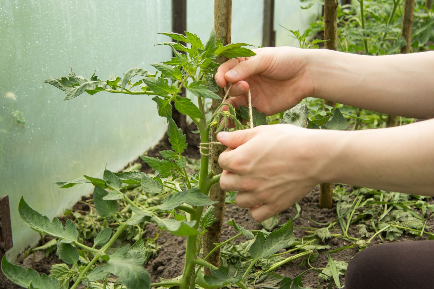 Ohne Mitleid entfernen: Lernen, wie man Tomaten richtig zu einem Stiel formt