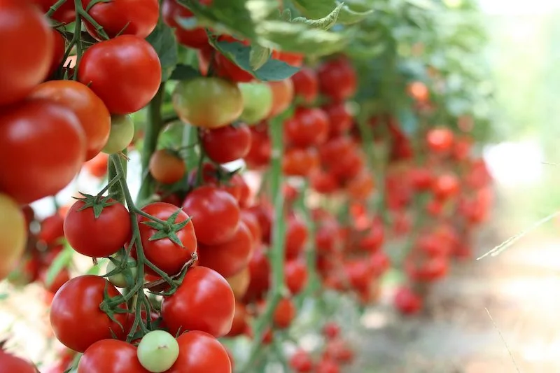 Ohne ohnmächtig zu werden: Warum brauchen Tomaten Ammoniak und wie düngt man Pflanzen richtig?