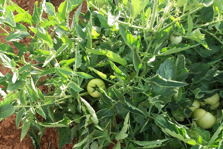 Organisation der richtigen Bewässerung von Tomaten im Freiland, je nach Sorte und Wachstumsstadium