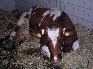 Pansenazidose bei Kühen
