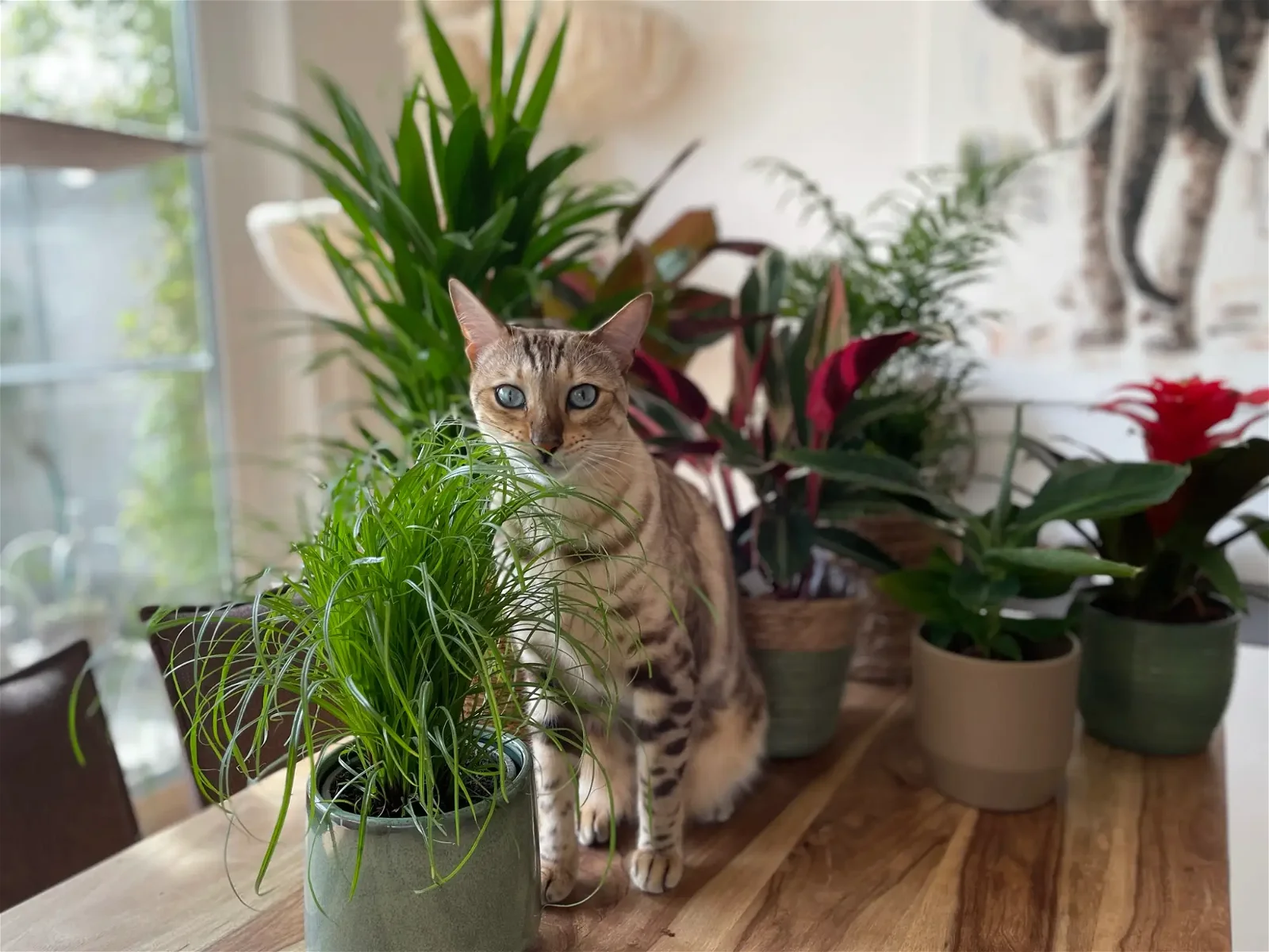 Pflanzen gefährlich für Haustiere