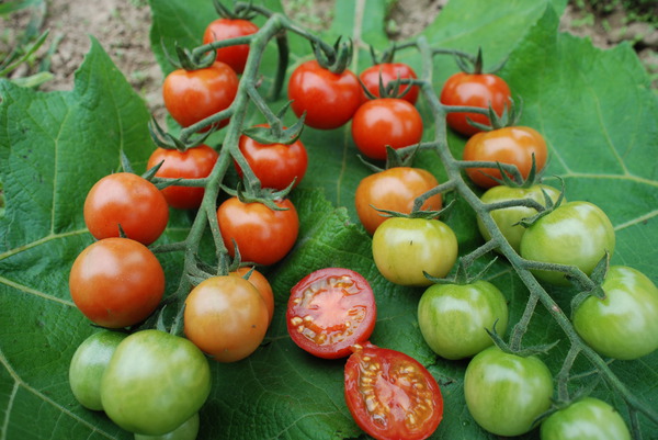 Phytophthora auf Tomaten: schrecklich, aber nicht allmächtig – wir wählen Volksheilmittel und Chemikalien für die Verarbeitung von Tomaten