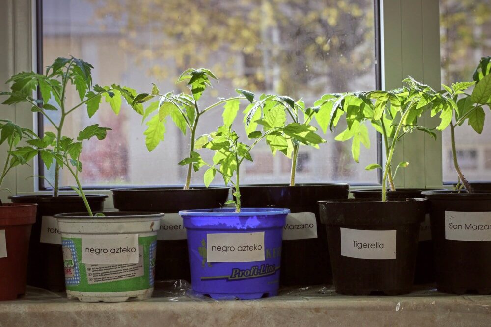 Platz sparen und Setzlinge stärken – wie die ursprüngliche Methode, Tomaten in eine Schnecke zu pflanzen, Sommerbewohnern hilft