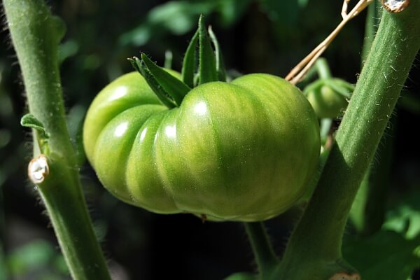 Schnell erkennen – rechtzeitig heilen: Warum es bei Tomaten zu Blütenendfäule kommt und wie man damit umgeht