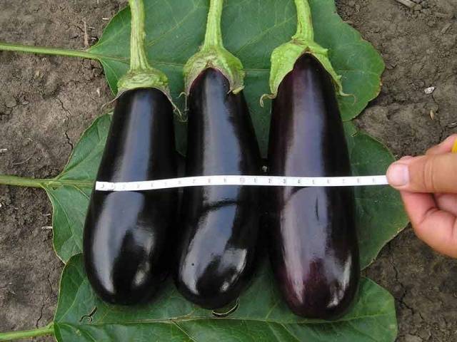 Schwarzer, gutaussehender – unprätentiöse Zucchini-Zucchini mit hervorragenden Erträgen
